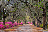 Landstraße mit Azaleen und lebenden Eichen entlang der Fahrbahn, Bonaventure Cemetery, Savannah, Georgia