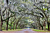 USA, Georgia, Savannah. Wormsloe, drive at entrance to plantation