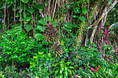 USA, Hawaii, Big Island von Hawaii. Hilo, Liliuokalani Gardens, Einer von mehreren Banyan-Bäumen, die in den 1930er Jahren von Prominenten gepflanzt wurden, und der umgebende üppige Garten am Banyan Drive.
