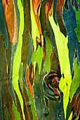 Rainbow Eucalyptus bark (Eucalyptus deglupta, Mindanao Gum), Island of Kauai, Hawaii, USA