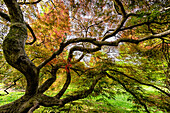 Japanese Threadleaf Maple Tree, Cave Hill Cemetery, Louisville, Kentucky