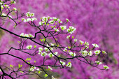 Weichzeichnungsansicht des blühenden Hartriegelbaums und des fernen östlichen Redbud, Kentucky