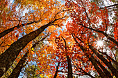 Skyward view of maple tree in pine forest, Upper Peninsula of Michigan.
