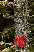 Rotes Blatt und Old Mans Beard Flechten auf Tamarack, Hiawatha National Forest, Alger County, obere Halbinsel von Michigan.