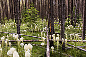 Bärengras im Wald, Glacier National Park, Montana Xerophyllum Tenax