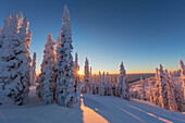 Setting sun through forest of snow ghosts at Whitefish, Montana, USA