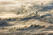Erhöhter Blick auf das nebelgefüllte Tal mit Bäumen, die bei Sonnenaufgang auftauchen, von Pounding Mill Overlook, Blue Ridge Parkway, Pisgah, National Forest in der Nähe von Brevard, North Carolina