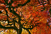 USA, Oregon, Portland. Laceleaf japanischer Ahornbaum.