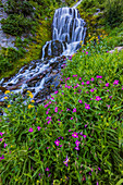 Wildblumen entlang Vidae Falls im Crater Lake National Park, Oregon, USA ()