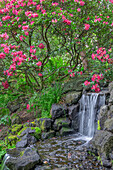 USA, Oregon, Portland, Crystal Springs Rhododendron Garden, hellrote Blüten von Rhododendren in voller Blüte neben Wasserfall.
