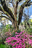 USA, North Carolina. Magnolia Plantation, moss-covered tree trunk with Azaleas