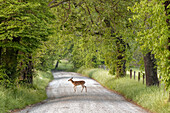 Weibliche Hirsche überqueren Sparks Lane am Morgen, Cades Cove, Great Smoky Mountains National Park, Tennessee