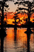 Bald cypress trees silhouetted at sunset. Caddo Lake, Uncertain, Texas