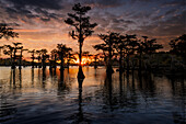 Kahle Zypressen silhouettiert bei Sonnenuntergang. Caddo Lake, Uncertain, Texas