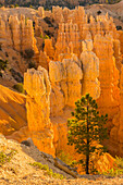 USA, Utah, Bryce-Canyon-Nationalpark. Steinformationen