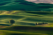 Lone tree and endless rolling hills of crops in the Palouse, from elevated position, Steptoe Butte State Park, Washington State