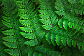 Lady-fern (Athyrium filix-femina)