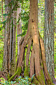 USA, Bundesstaat Washington, Millersylvainia State Park. Seltsame Form des westlichen roten Zedernbaums