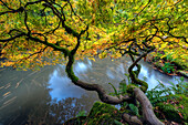 USA, Washington State, Seattle. Japanese maple and pond in Kubota Garden