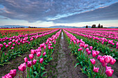 USA, Washington State, Skagit Valley. Rows of pink tulips
