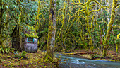 USA, Washington State, Olympic National Park. Weathered cabin beside Elk Creek.