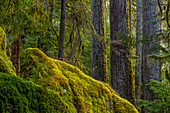 USA, Staat Washington, Olympic-Nationalpark. Moos auf Felsen und Bäumen.