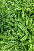 USA, Washington State, Olympic National Forest. Maidenhair ferns close-up.