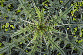 USA, Washington State, Seabeck. Close-up of thistle plant.
