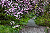 Parkbank am Wanderweg mit Blüten im Arboretum in Seattle, Washington State, USA