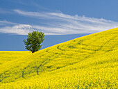 Lone tree in a field of blooming canola.