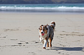 Australian Shepherd. Dog with a red ball in its mouth is running on the beach. Frontal. surf in the background.