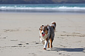 Australian Shepherd. Hund mit rotem Ball im Maul läuft am Strand. Frontal. Brandung im Hintergrund, Nordsee, Deutschland