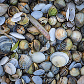 Viele Muschelschalen, Muscheln am Strand, Nordsee, Deutschland