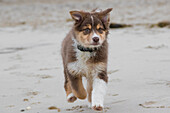 Hund, Welpe läuft am Strand. Frontal. Blick in Kamera. Hooksiel, Friesland, Deutschland.