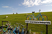 Cyclists and sheep on the dyke at Hamburger Hallig, North Friesland, North Sea, Schleswig-Holstein, Germany, MR