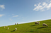 Radfahrer und Schafe auf Deich bei der Hamburger Hallig, Nordfriesland, Nordsee, Schleswig-Holstein, Deutschland
