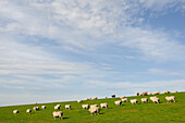 Sheep near Dagebüll, North Friesland, North Sea, Schleswig-Holstein, Germany