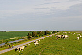 Cyclists and sheep near Dagebüll, North Friesland, North Sea, Schleswig-Holstein, Germany, MR