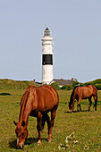 Pferde vor Leuchtturm, Kampen, Sylt, Nordfriesland, Nordsee, Schleswig-Holstein, Deutschland