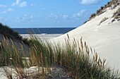 Coast of dunes near Wittdün on the island of Amrum, Wadden Sea National Park, North Friesland, North Sea coast, Schleswig-Holstein