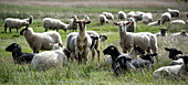 Sheep, flock of sheep, Hiddensee Island, Mecklenburg-West Pomerania, Germany