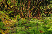 Satt grüner und feuchter Regenwald entlang des Wanderwegs Mistérios Negros auf der Azoren-Insel Terceira, Portugal