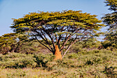 Ein Akazienbaum und ein roter Termitenhügel in der Savanne von Namibia, Afrika