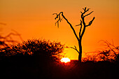 A dead tree in the African bush silhouetted against a bright sun at sunset