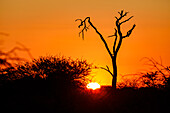 Ein abgestorbener Baum im afrikanischen Busch als Silhouette vor großer Sonne beim Sonnenuntergang, Namibia, Afrika