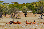 Eine Gruppe von rotbraunen Kuhantilopen im Etosha Nationalpark in Namibia, Afrika
