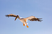 A flying pelican approaching a boat in Walvis Bay in African Namibia, Africa