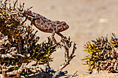 A distinctive Namaqua desert chameleon isolated on a bush in the Namib Desert in Namibia, Africa