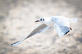 Möwe im Flug, Schleswig-Holstein, Deutschland