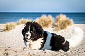 Dog on the Baltic Sea, Heiligenhafen, Baltic Sea, Ostholstein, Schleswig-Holstein, Germany